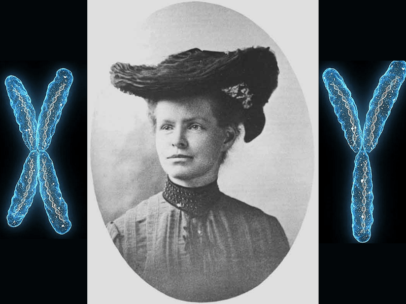 Nettie Stevens e il cromosoma Y